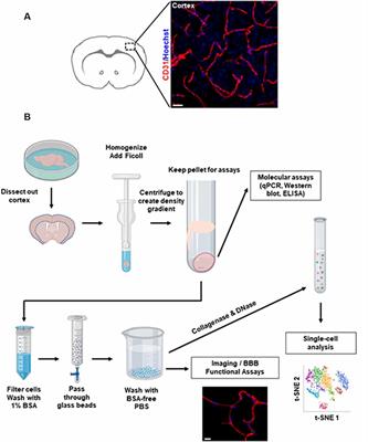 Isolation of Mouse Cerebral Microvasculature for Molecular and Single-Cell Analysis